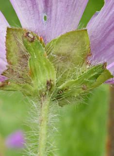 Common Mallow