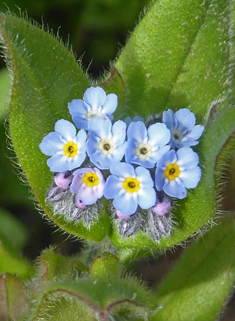 Field Forget-me-not