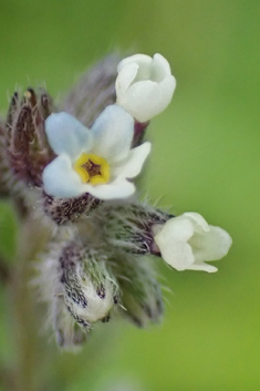 White Changing Forget-me-not