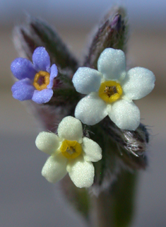 Changing Forget-me-not
