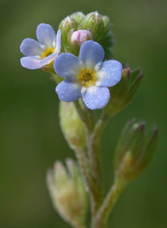 Tufted Forget-me-not