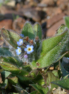 Early Forget-me-not