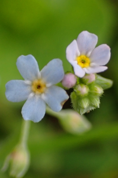 Creeping Forget-me-not