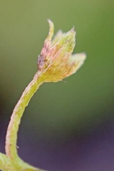 Creeping Forget-me-not