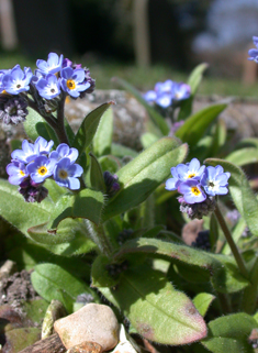 What type of forget me not is this? : r/whatsthisplant