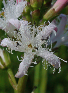 Bogbean