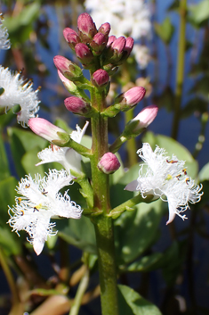 Bogbean