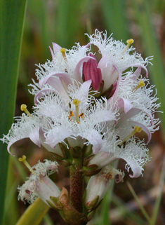 Bogbean