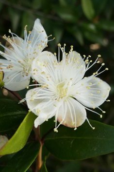 Common Myrtle