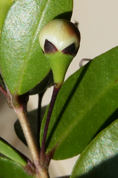 Common Myrtle