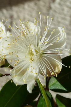 Common Myrtle