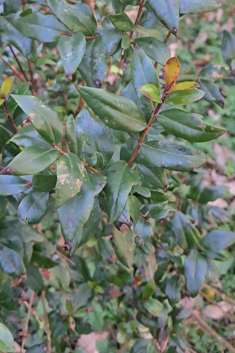 Common Myrtle