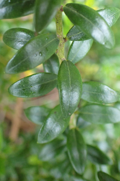 Common Myrtle