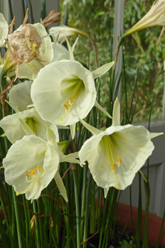 Hoop-petticoat Daffodil