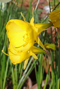 Hoop-petticoat Daffodil