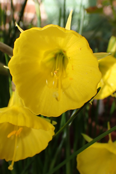 Hoop-petticoat Daffodil