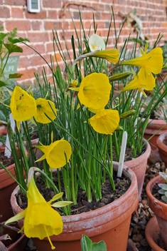 Hoop-petticoat Daffodil