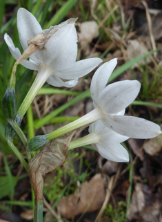 Paper-white Daffodil