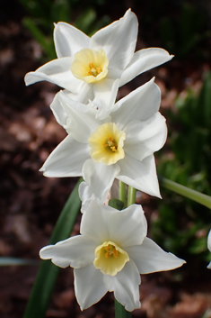 Paper-white Daffodil