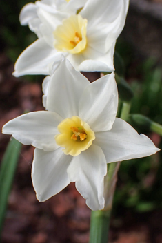 Paper-white Daffodil