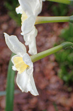 Paper-white Daffodil