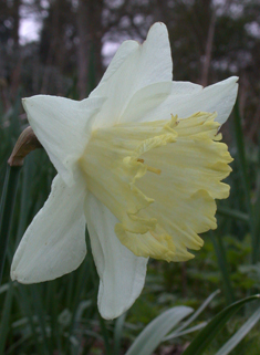 Common Daffodil Hybrids
