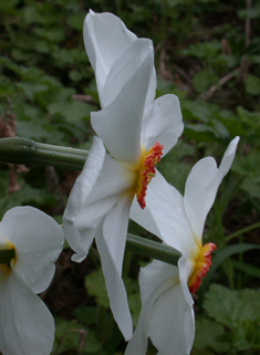 Pheasant's-eye Daffodil