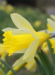 Common Daffodil