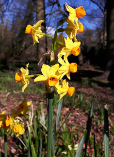Bunch-flowered Daffodil