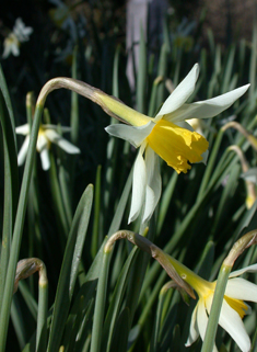 Boutigny's Daffodil