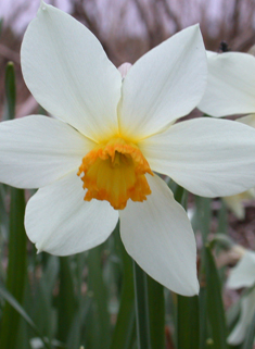 Boutigny's Daffodil