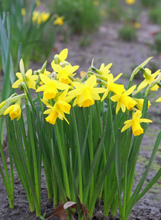 Head-to-head Daffodil