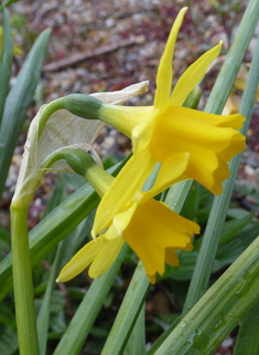 Head-to-head Daffodil