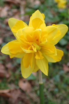 Head-to-head Daffodil