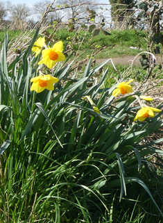 Nonesuch Daffodil