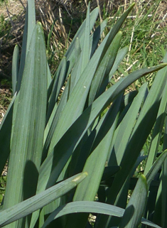 Nonesuch Daffodil