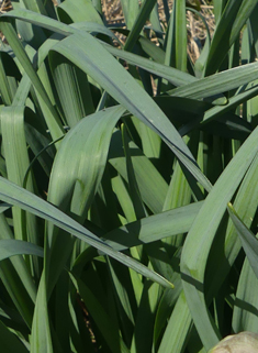 Nonesuch Daffodil