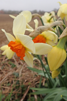 Nonesuch Daffodil