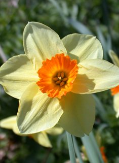 Nonesuch Daffodil