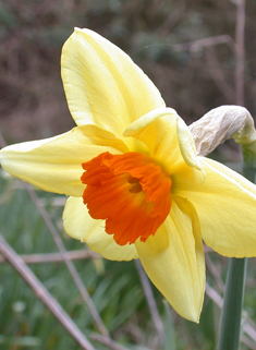 Nonesuch Daffodil