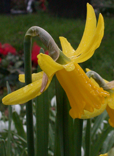 Reflexed Daffodil
