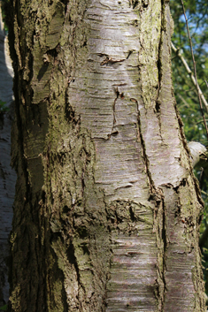 Antarctic Beech