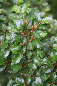 Antarctic Beech