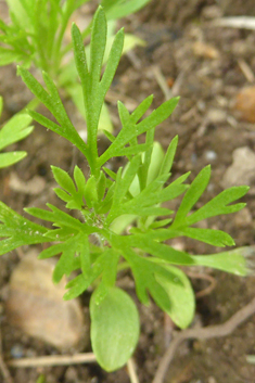 Black Cumin