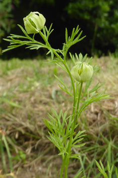 Black Cumin