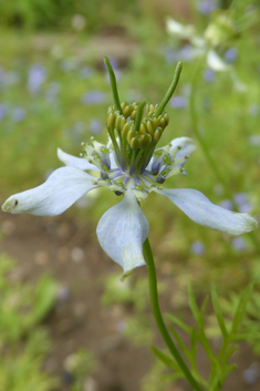 Black Cumin