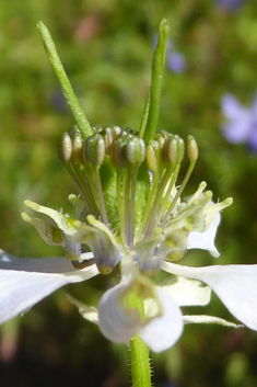 Black Cumin