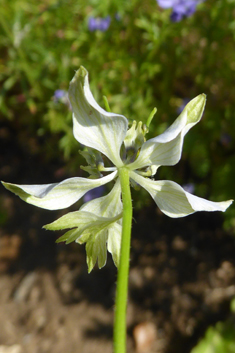 Black Cumin