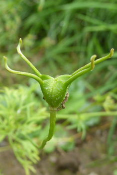 Black Cumin