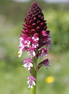 Burnt Orchid